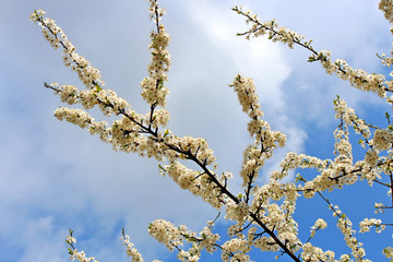 spring blossoming