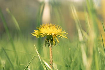 Macro shot of Taraxacum campylodes, yellow flower of young dandellion in lush grass