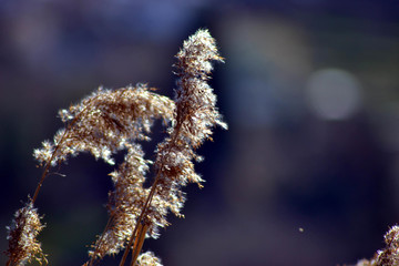 canne
