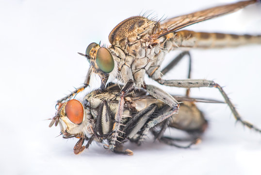 Brown Heath Robberfly (Arthropoda: Diptera: Asilidae: Machimus: Machimus cingulatus) eating a Flesh Fly (Sarcophaga crassipalpis Macquart) isolated with white background