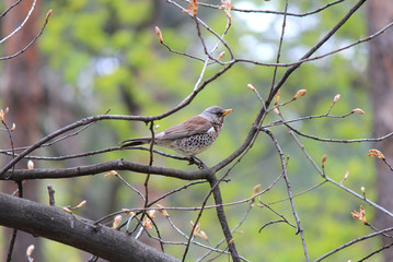 songbird