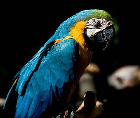 Blue and Gold Macaw Profile 