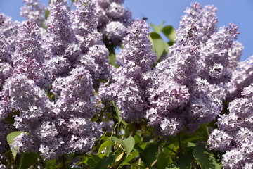 Fleurs : Lilas © amelie