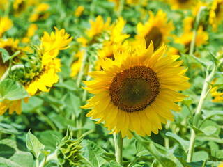 Fototapeta premium Blossoming sunflowers background