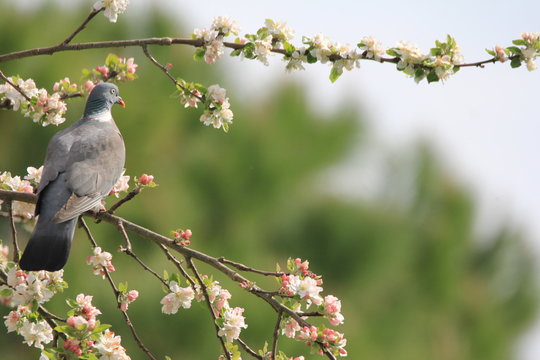 Pigeon ramier dans un arbre en fleur