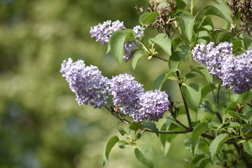 Fleurs : Lilas