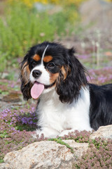 Portrait of lovely Cavalier King Charles spaniel