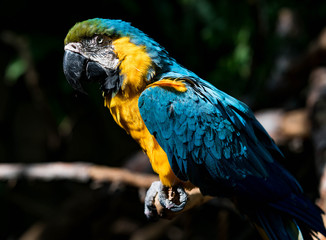 Blue and Gold Macaw Perched at Rest