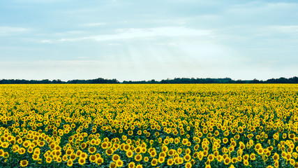 Field with bright yellow sunflowers in summer against the sky. Landscape.