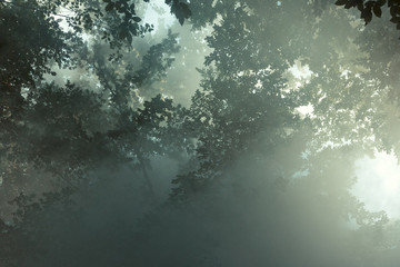 Morning sunlight makes its way through the leaves of the trees and the fog