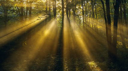 Obraz premium Morning sunlight makes its way through the leaves of the trees and the fog