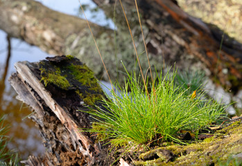Fresh grass closeup.