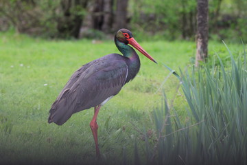 Cigogne noire