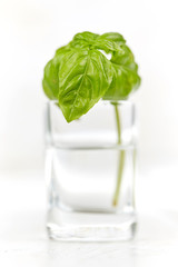 Isolated basil in glas of water on white wooden table