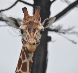 Giraffe 2