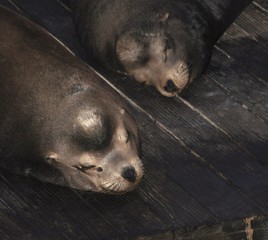 Sea Lions at Night
