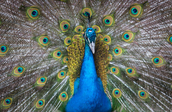 Beautiful peacock with feathers close-up