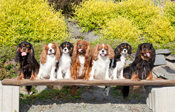 Seven nice dogs of Cavalier King Charles spaniel