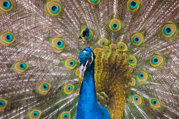 Obraz premium Beautiful peacock with feathers close-up