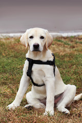 the puppy of labrador