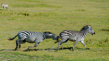 Fototapeta na wymiar Zebra chasing Zebra