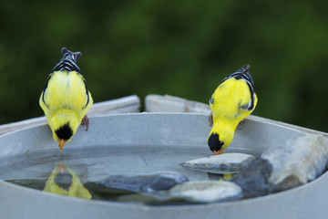 two males American Goldfinch 