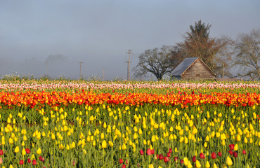 Tulips misty morning landscape in spring