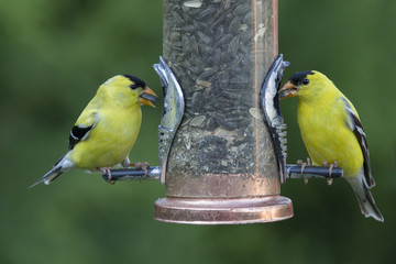 two males American Goldfinch 