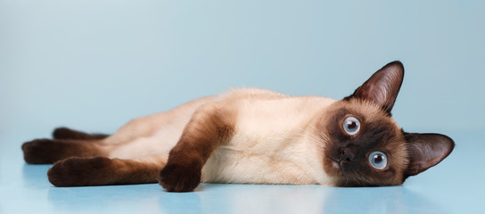 Siamese cat lying and looking at us.