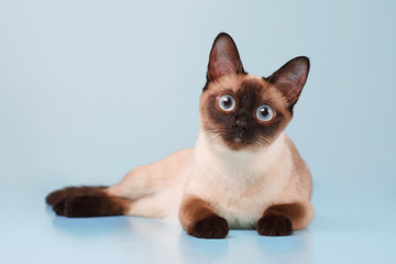 Siamese cat lying and looking at us.