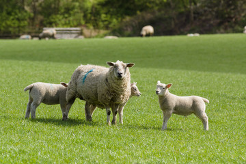 Obraz premium Ewe and lambs in an idyllic rural farming landscape