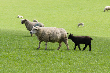 Obraz na płótnie Canvas Black Sheep of the Family a mother ewe leads her lamb through a grassy pasture