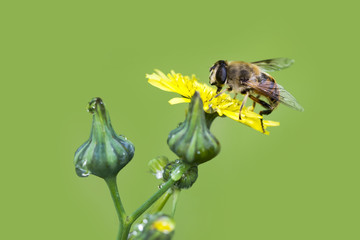 bee macro in green nature