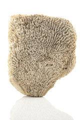 Coral / White coral on white background.