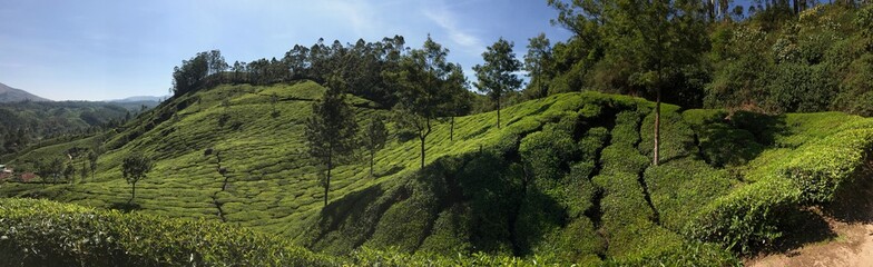 Landscape Munnar