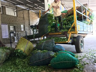 Green Tea Production