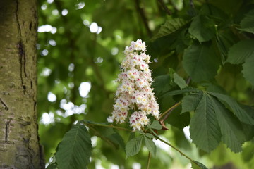 fleurs : fleurs de marronnier