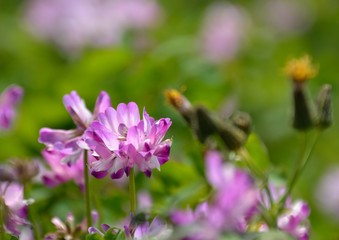 Fototapeta premium Pretty flowers of Chinese milk vetch