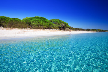 Palombaggia zandstrand met pijnbomen en azuurblauw helder water, Corsica, Frankrijk, Europa.
