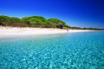 Photo sur Plexiglas Plage de Palombaggia, Corse Plage de sable de Palombaggia avec pins et eau claire azur, Corse, France, Europe.