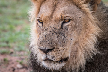Fototapeta na wymiar Starring male Lion.