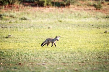 Bat-eared fox walking in the grass.