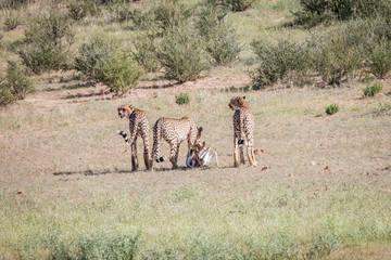 Naklejka na ściany i meble Cheetahs with a baby Springbok kill.
