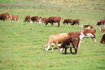 Cattle Grazing