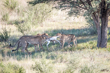 Fototapeta premium Cheetahs with a baby Springbok kill.