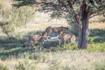 Cheetahs with a baby Springbok kill.