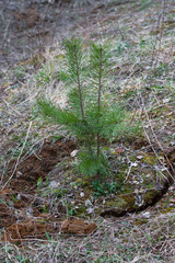  Bonsai, tree, forest, shovel, roots, dig, nature, harm, pine, plant, grass, wood, agriculture, digging, gardening