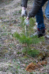  Bonsai, tree, forest, shovel, roots, dig, nature, harm, pine, plant, grass, wood, agriculture, digging, gardening