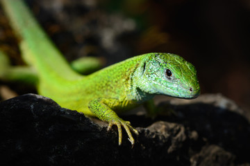 Naklejka na ściany i meble Green european lizard in nature