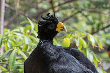 Yellow Knobbed Curassow